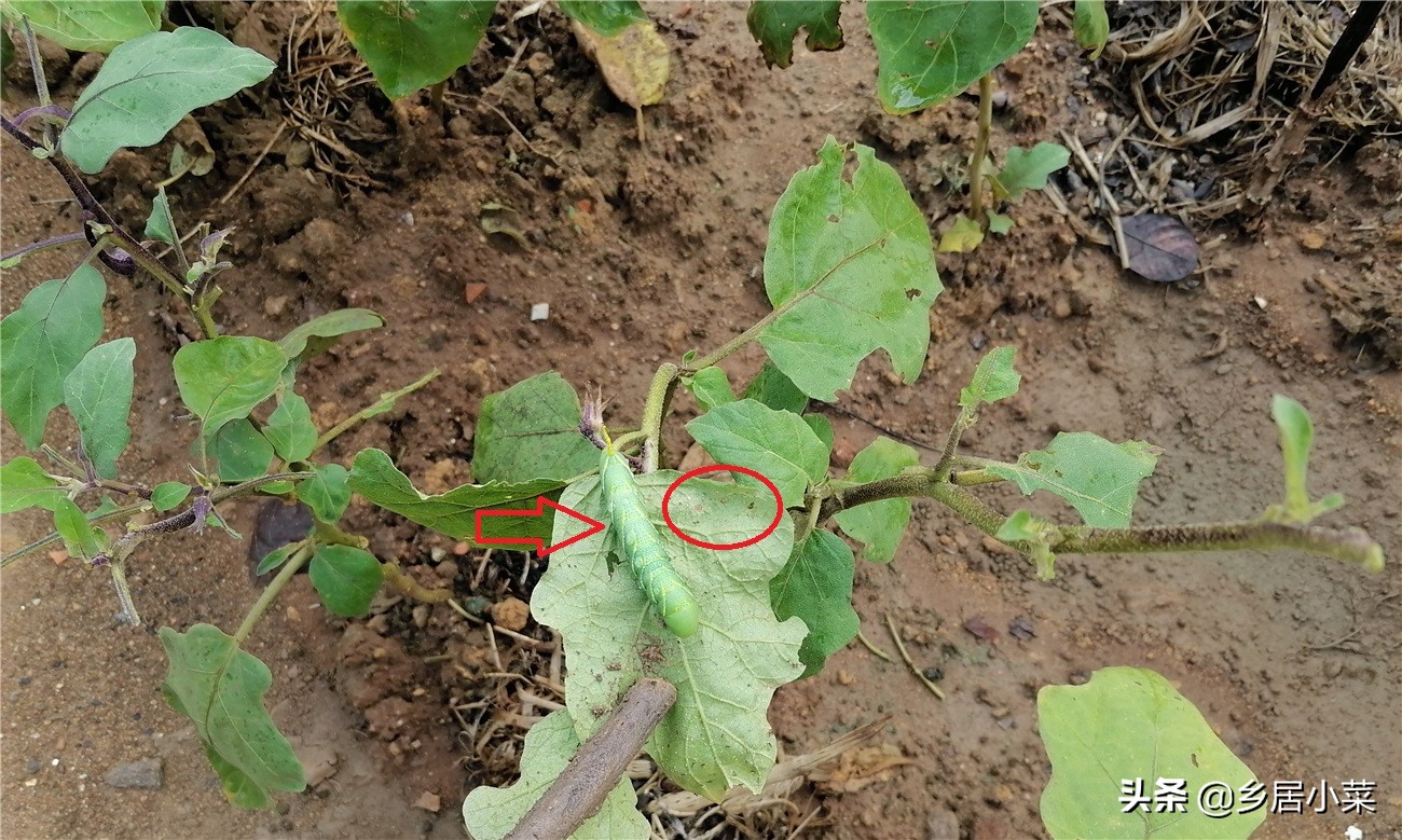 茄子生根壮苗用什么药,茄子开花期需要注意哪些病虫害