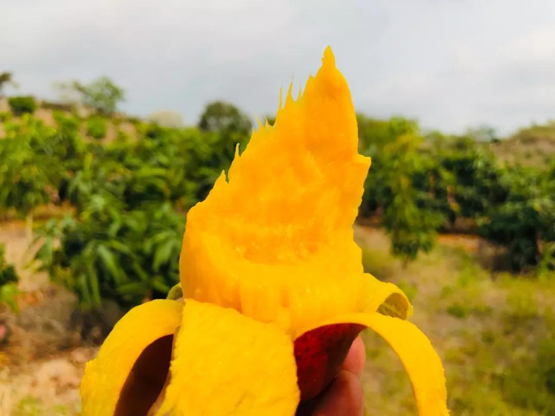 香甜多汁又软糯芒果1斤只要3块多,贵妃芒芒果直播卖货9.9元5斤