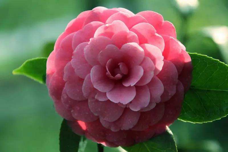 种出有质量的上品好茶花,最香最高雅四季能开花的茶花