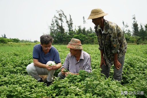*疆新**棉为何被突然*攻围**?世界最好棉花之一,自然环境造就最强之棉