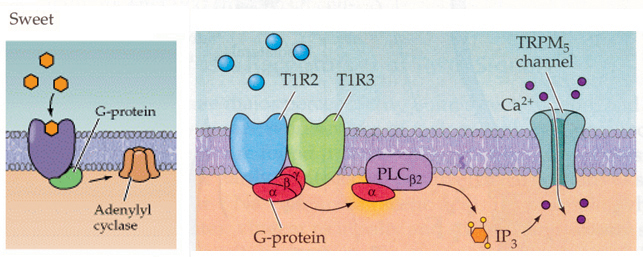 辣是一种痛觉还是味觉官方解释,既然辣是一种痛觉