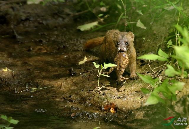 黄鼬真实故事,黄鼬故事大全
