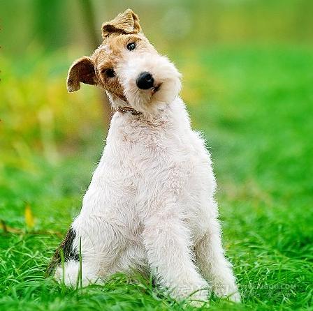 世上最罕见的狗品种图片,全世界狗品种视频