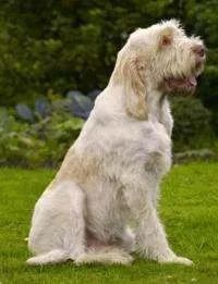 史毕诺犬,每日一狗苏格兰梗