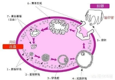 黄体破裂的症状什么时候开始腹痛,下腹痛警惕黄体破裂