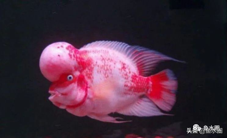罗汉鱼身上亮片少是什么品种,罗汉鱼血麒麟和火凤哪个品种好