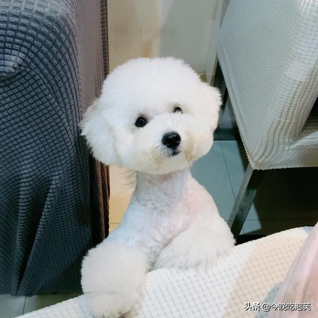 比熊坐马桶,比熊坐地上走