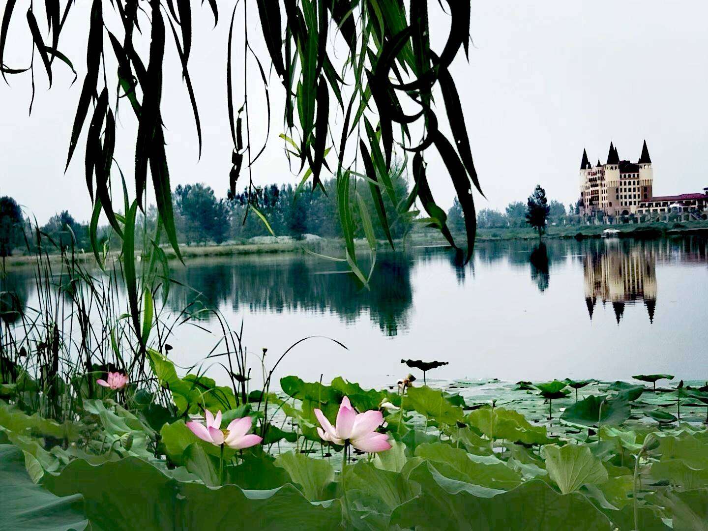 濞佹捣鑾辫尩灏忛晣,澶╂触鑾辫尩灏忛晣