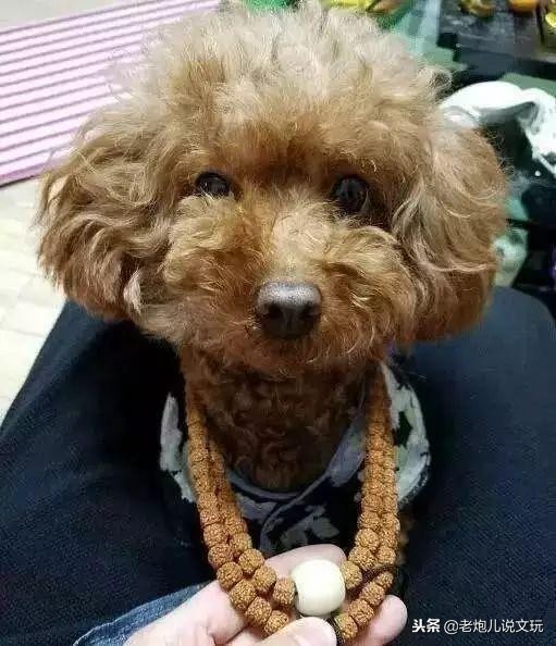 冬天了宠物这一身长毛千万别浪费，手串盘起来！