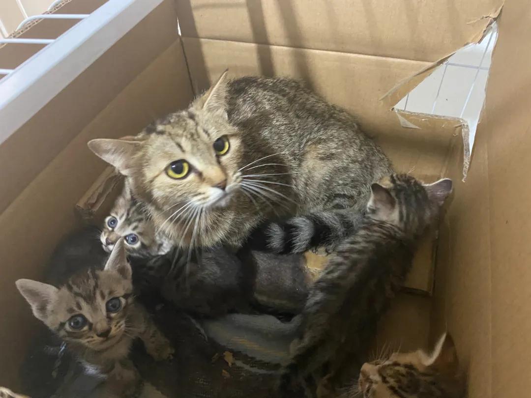 残疾猫能成为一个合格的猫妈妈吗？