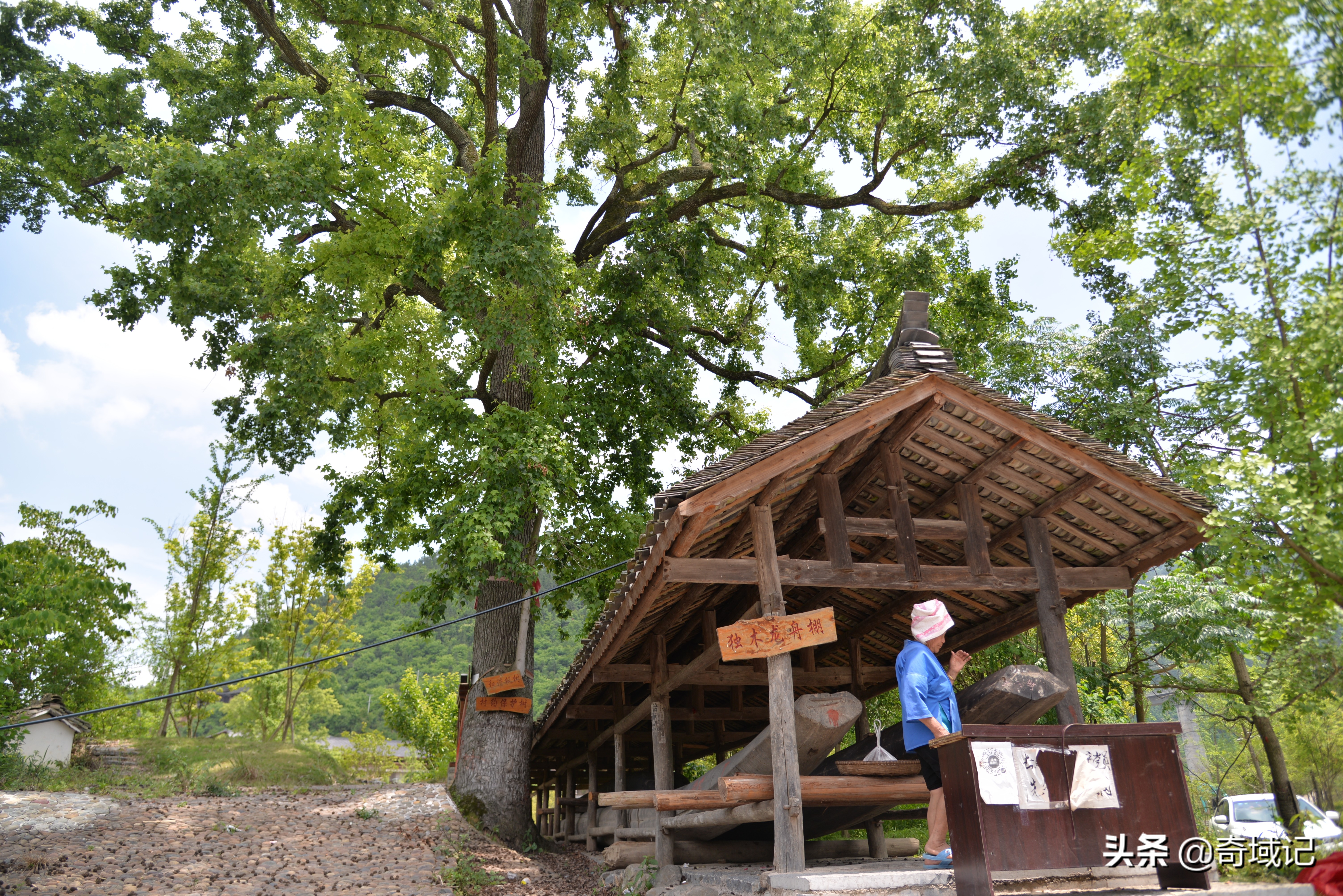贵州苗族最长独木龙舟赛视频,贵州黔东南龙舟长滩