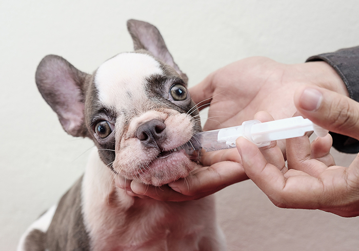 给狗狗强行喂药会造成什么伤害,狗狗喂药要隔多长时间才可以喂药