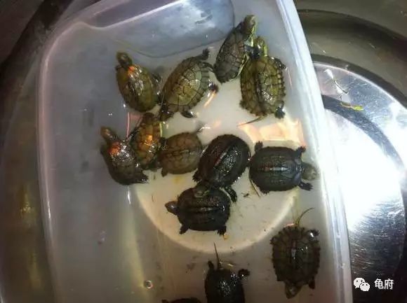 鉴赏花草模板,小青苗照片