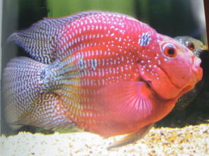 鹦鹉鱼的饲养管理技巧和方法,鹦鹉鱼饲养注意事项大全