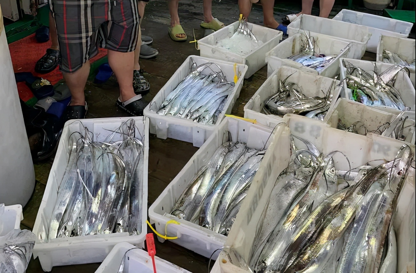 带鱼串钩用几号主线,岸边串钩钓带鱼教学