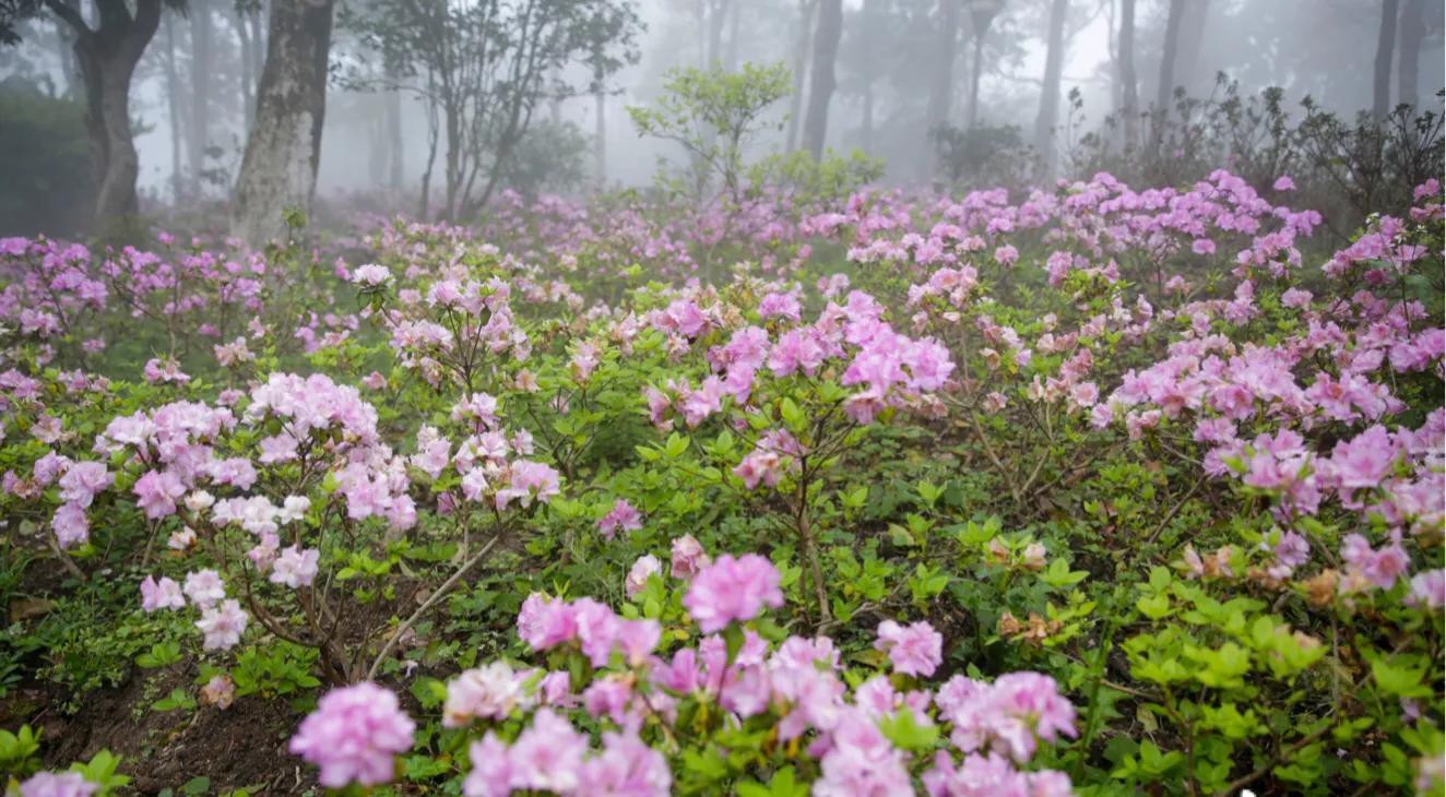 深圳花海公园地址在哪里,深圳中心河公园花海