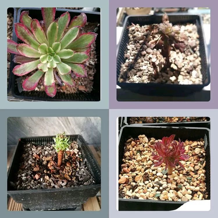 适合从小养到大的多肉,由小到大由浅入深