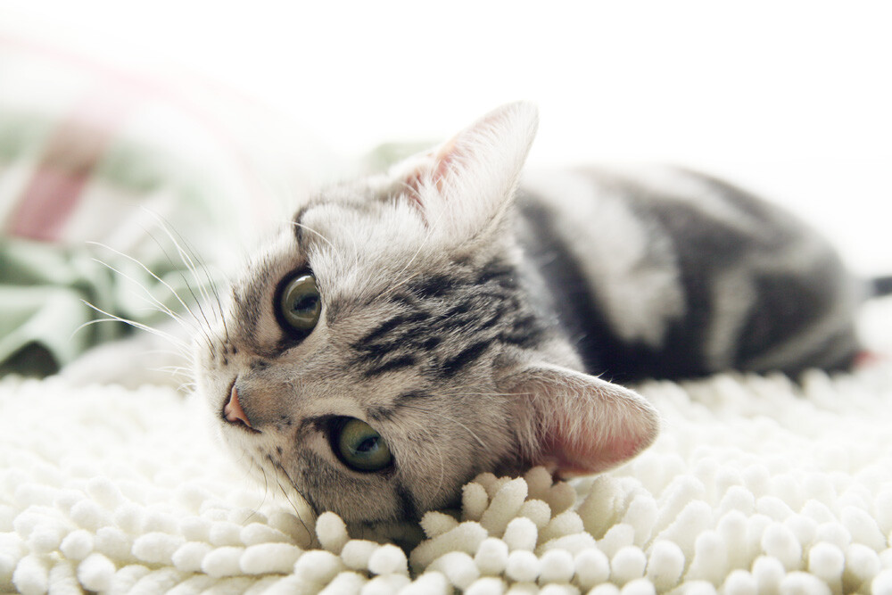 美短虎斑猫咪的品种,美国短毛猫虎斑价格