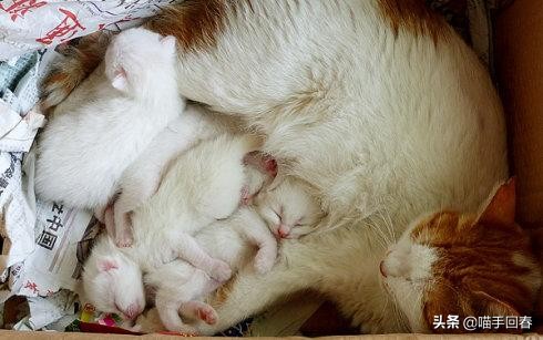 母猫难产应该怎么办,母猫难产有哪些原因