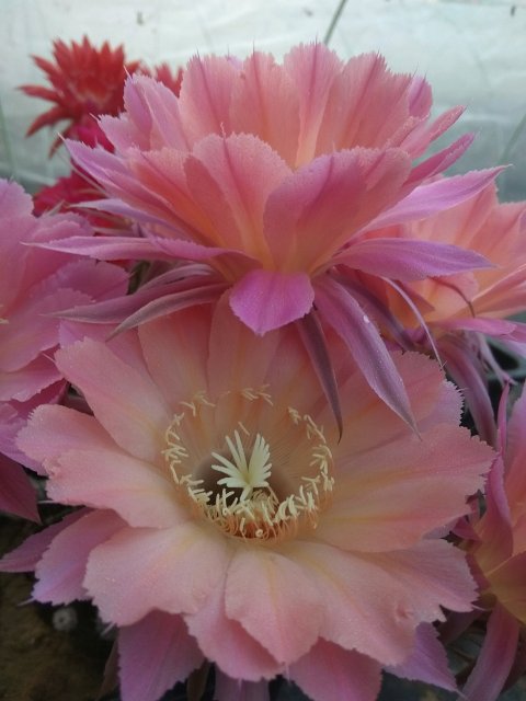 十个仙人球,最新30个仙人球品种