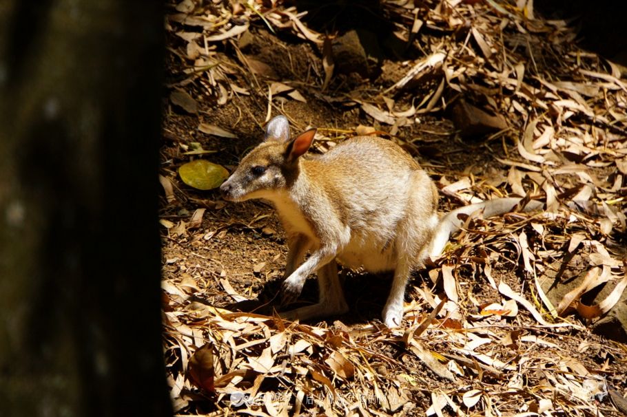 新加坡三个动物园哪个最好,新加坡动物园哪个最值得去看