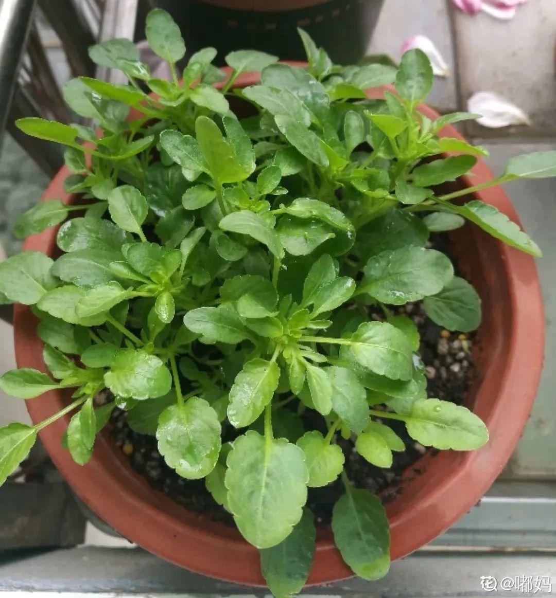 耐养的香水花,种室内香水花