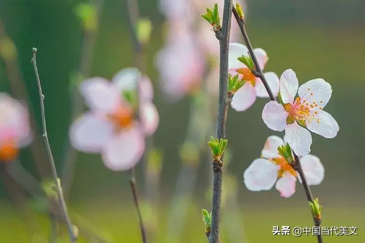 人生无忧幸福安宁,愿岁月无忧人生静好