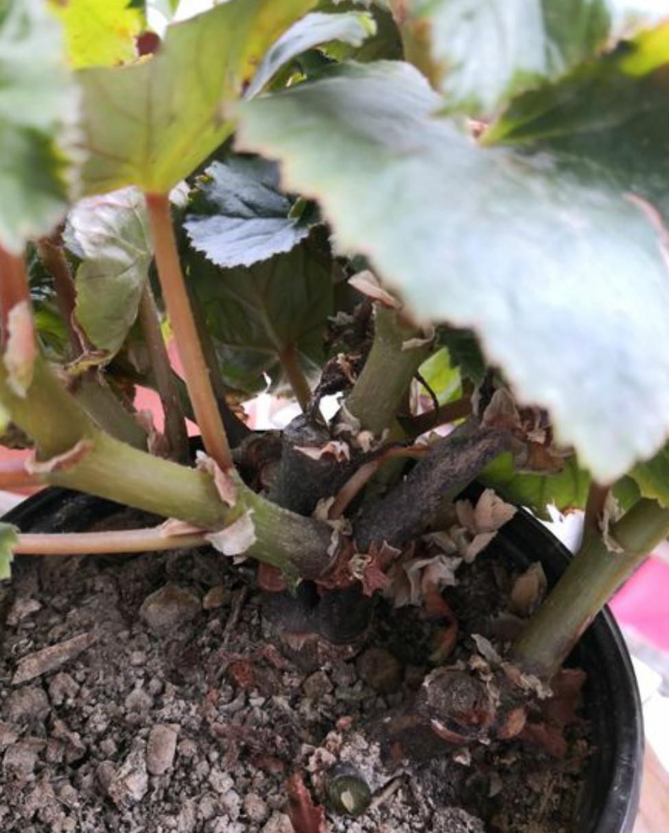 丽格海棠好看不好养？掌握正确的养殖技巧，叶绿花红养得久