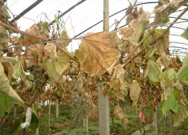 葡萄生理性枯叶怎么处理,葡萄落叶病害治疗