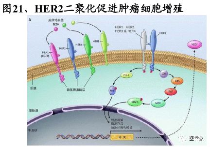 nccn指南胃癌的治疗方案,csco胃癌诊疗指南2023