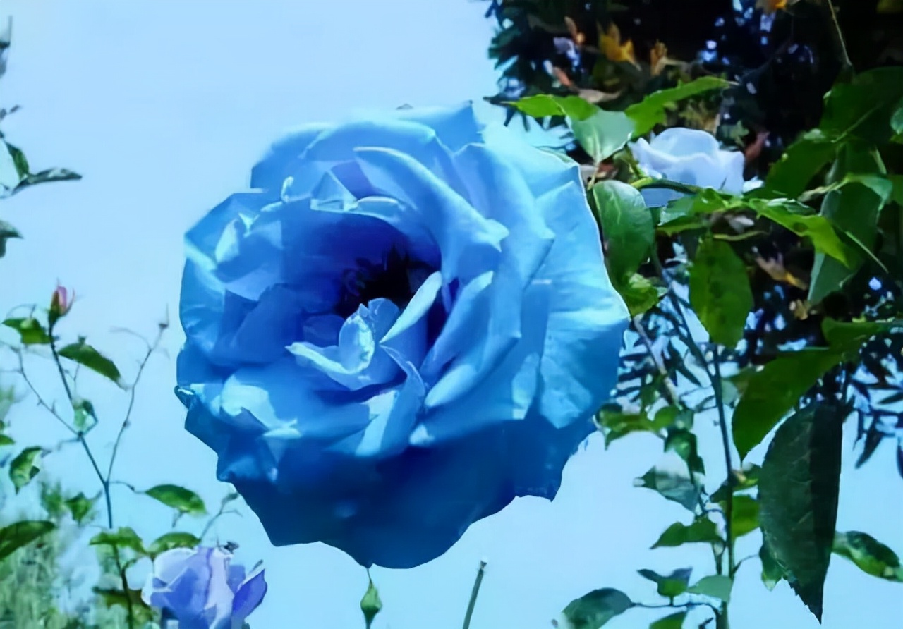 生活中常见的花语大全,生活中常见花卉花语