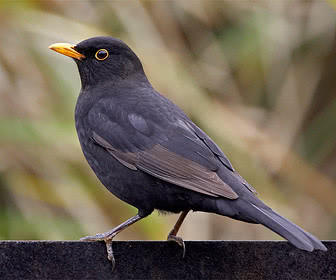 鸟类防御,鸟类保护措施