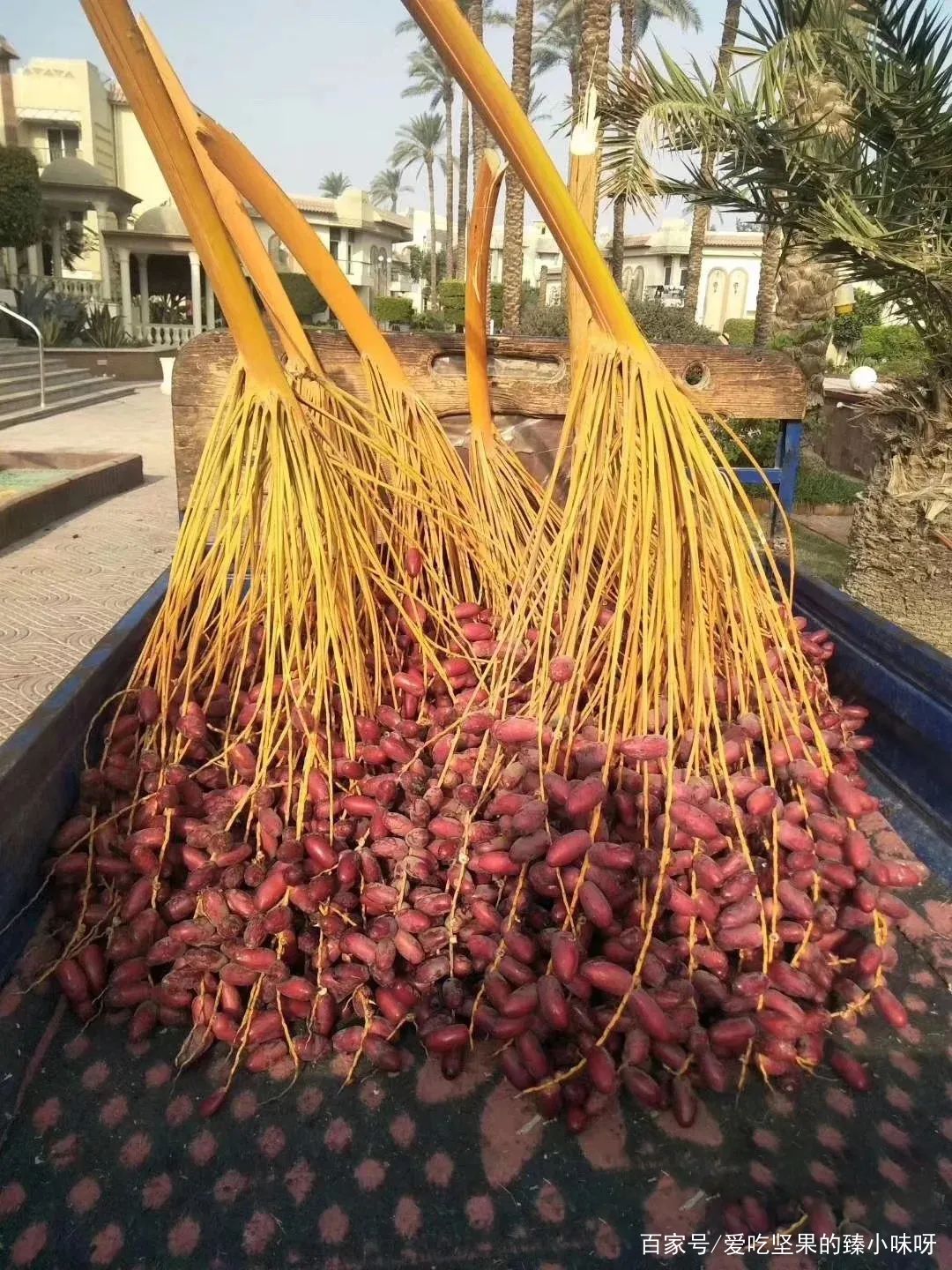 “沙漠黄金”椰枣在阿联酋地区,阿联酋迪拜大椰枣