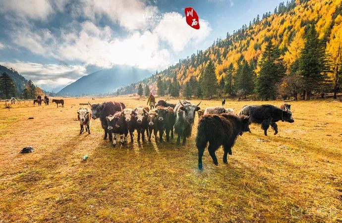 九寨沟什么最美,川西九寨沟最好的风景