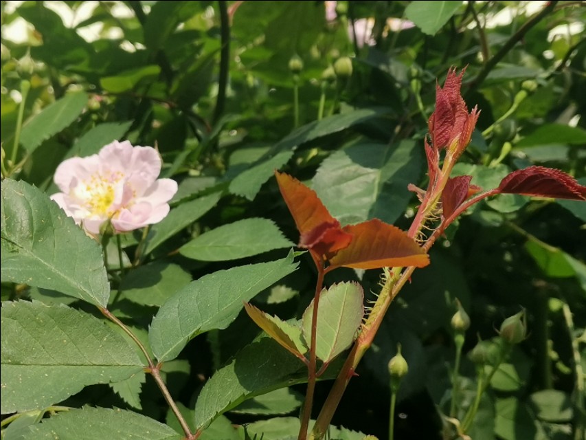 口语交际名字里的故事三年级,丫丫求学系列