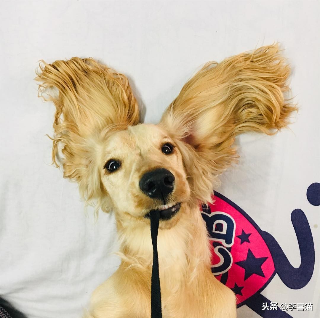 狗狗乱叫怎么教你一招解决,训练狗狗乱叫的解决方法