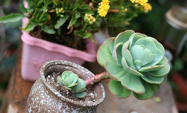 网购的多肉用什么土上盆,网购多肉栽种后多久施肥