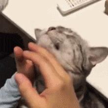 强撸猫灰飞烟灭,让猫咪上头的撸法