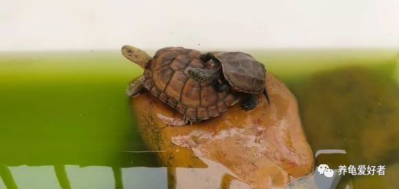 乌龟暴毙的几个原因,养了几年的乌龟突然死是什么原因