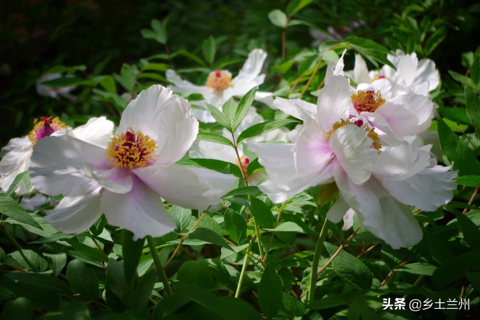 芍药花开的季节等你欣赏,芍药花开如诗如画