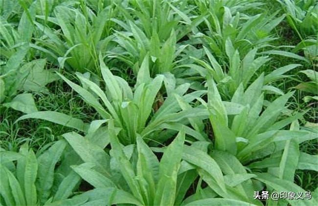 家乡的苦麻菜散文,散文小时候挖苦麻菜