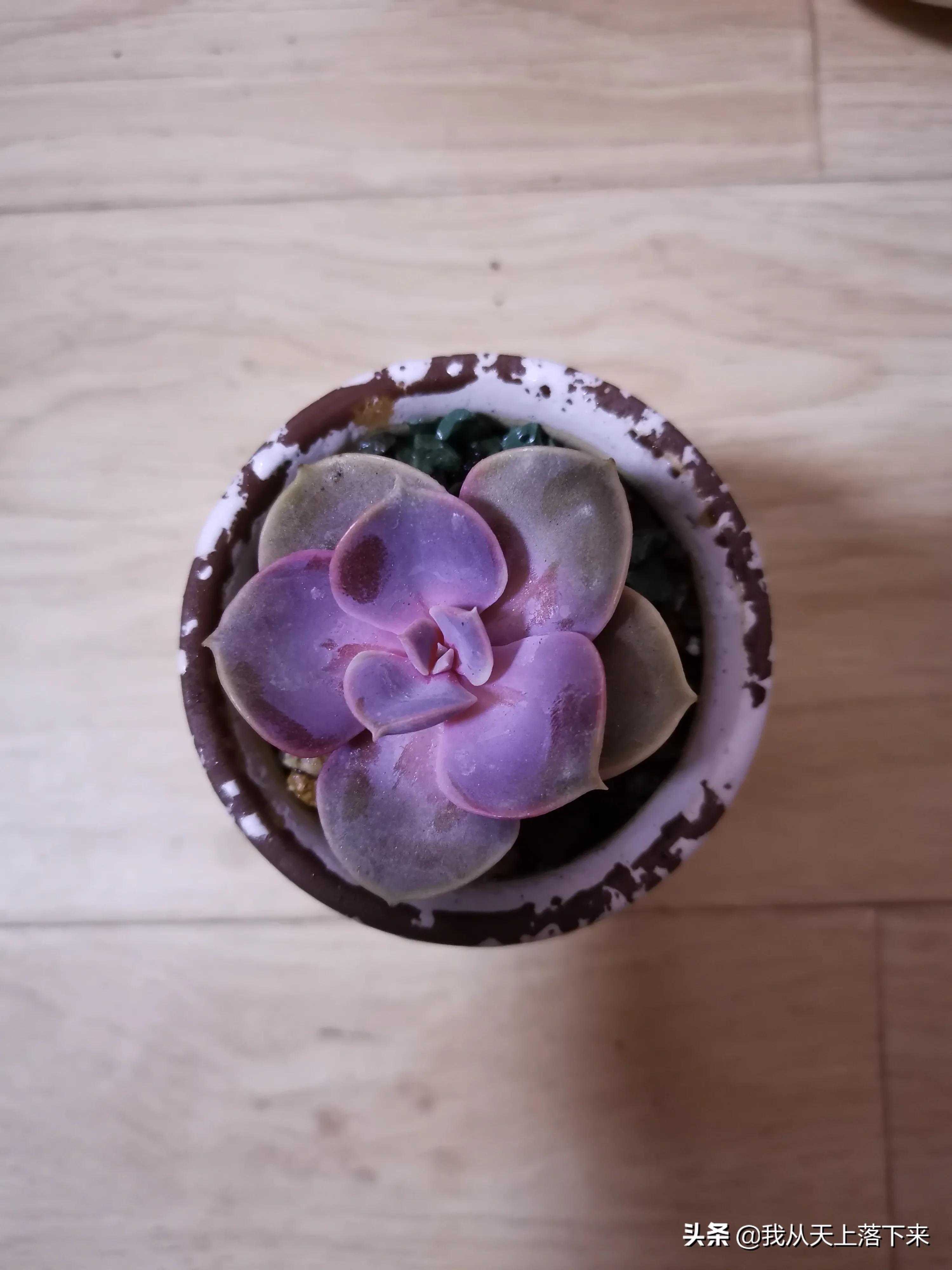 89种常见多肉植物品种图，实物拍摄，还不认识的小伙伴赶紧收藏好