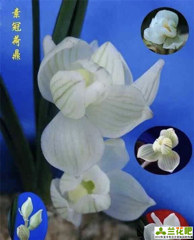 兰花为什么那么高价,高价兰花50种