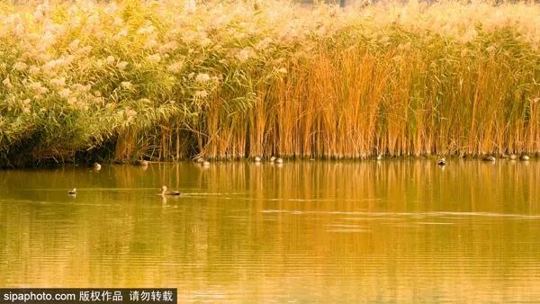 10月北京最佳小众旅行地！绝不能错过的秋色，到底有多美？
