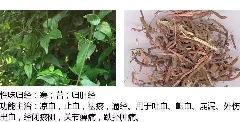 常用中草药名称大全图片及药效,常用中草药药效大全