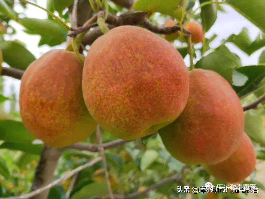 库尔勒市多措并举全力做好香梨购销工作