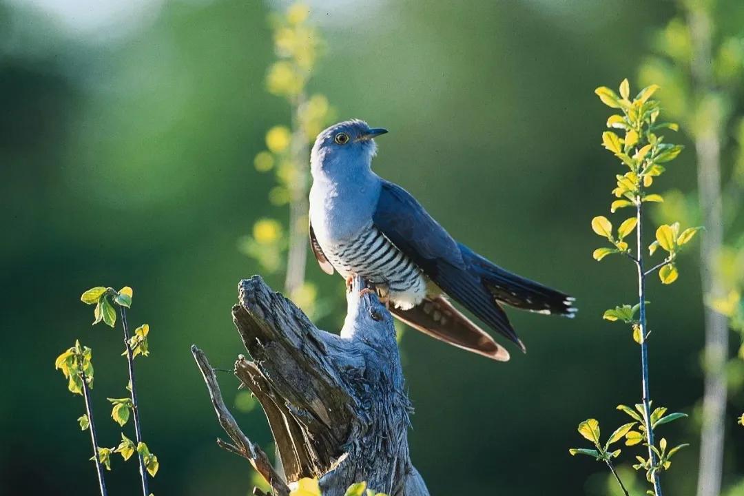 谷雨的知识俗语和传说,谷雨的来历和习俗幼儿园主题内容