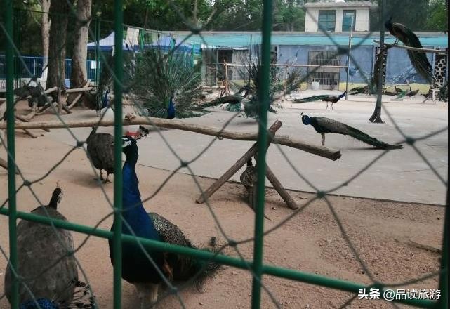 开了动物园,开了个动物园