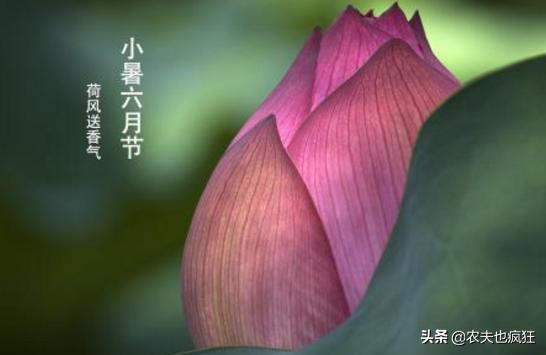 24节气中的小暑是几月几日星期几,小暑的时间和小暑代表什么