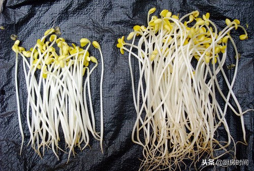 怎样挑选豆芽才是正确的,豆芽长的好吃还是短的好吃